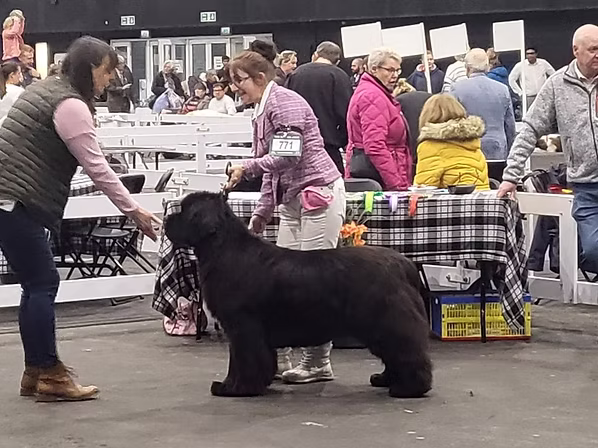 Dog Show