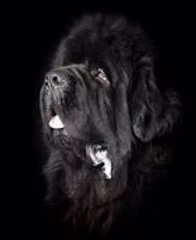 Tarka