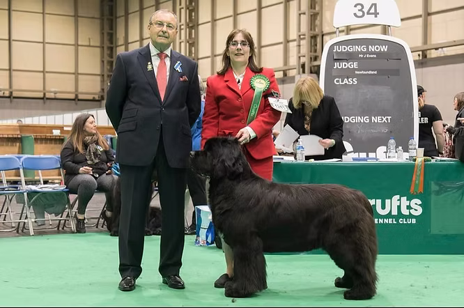Dog Show