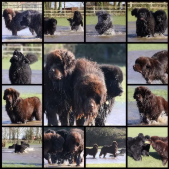 Dogs Playing