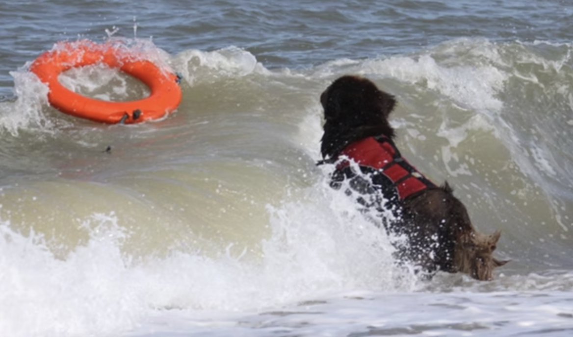 Working Dog